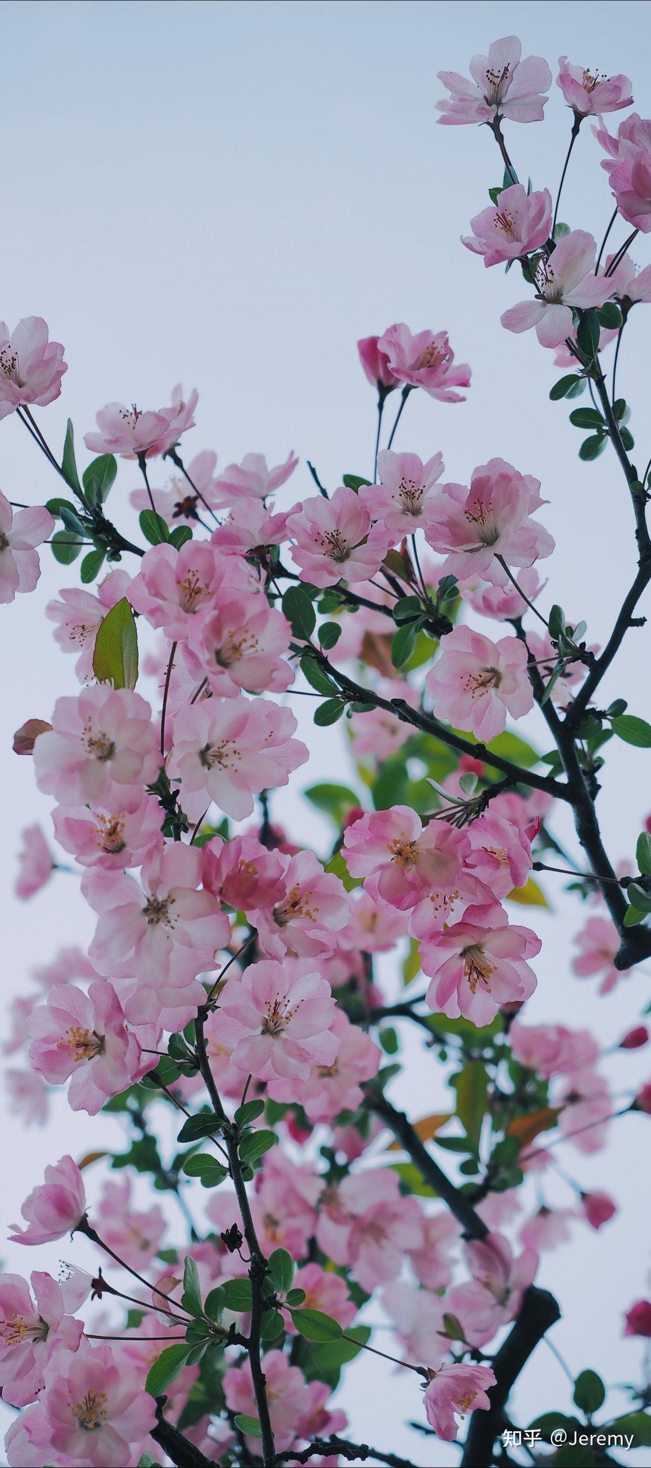 春日赏花如何在人从众中拍出好看的照片
