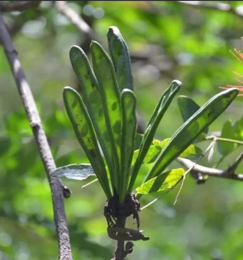 植库‖朱缨花:南美来的“红绒球”,俘获众多花友心 - 知乎