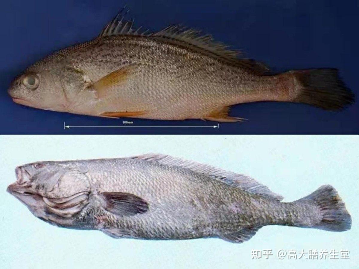 【五大名胶】品种最多最复杂的鱼胶——赤嘴鳘鱼胶 - 知乎
