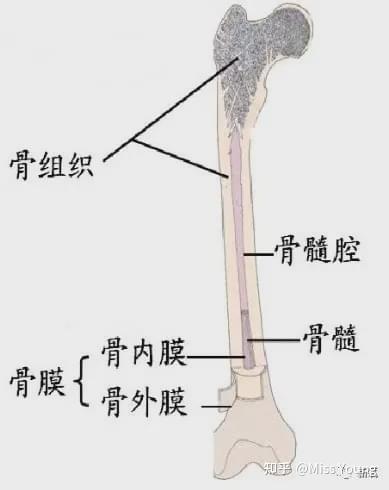 医美项目科普 除了溶脂针 现在可以一针溶骨了 知乎