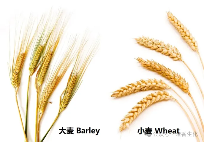 同样是麦:为什么面包是小麦做的,而啤酒是大麦做的? - 知乎