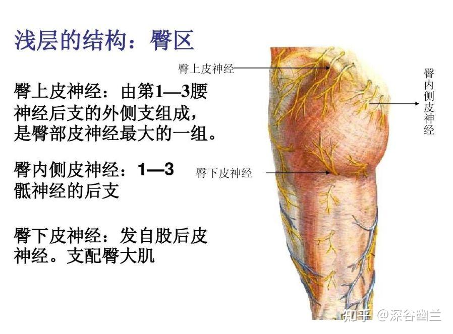 154,中膂俞(zhong lǚ shu)在骶部,當骶正中嵴旁1.5寸,平第三骶後孔.