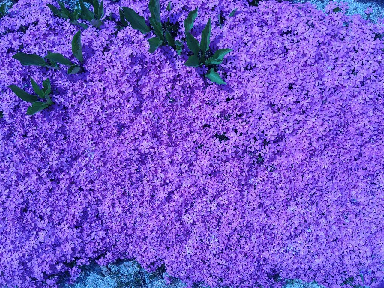 暖气房植物选择指南