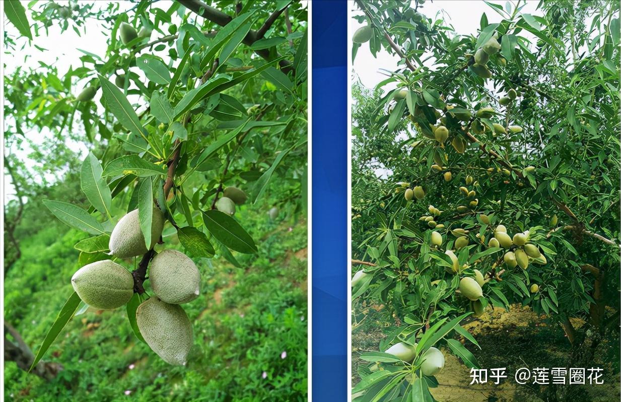 种植扁桃树（巴旦木）苗，我们要这么做 - 知乎
