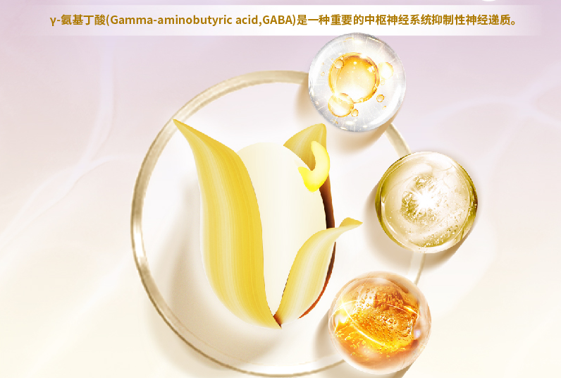 γ氨基丁酸 知乎