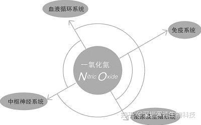 L Nil Dihydrochloride Calbiochem A Cell Permeable Potent And Selective Inhibitor Of Nitric Oxide Synthase That