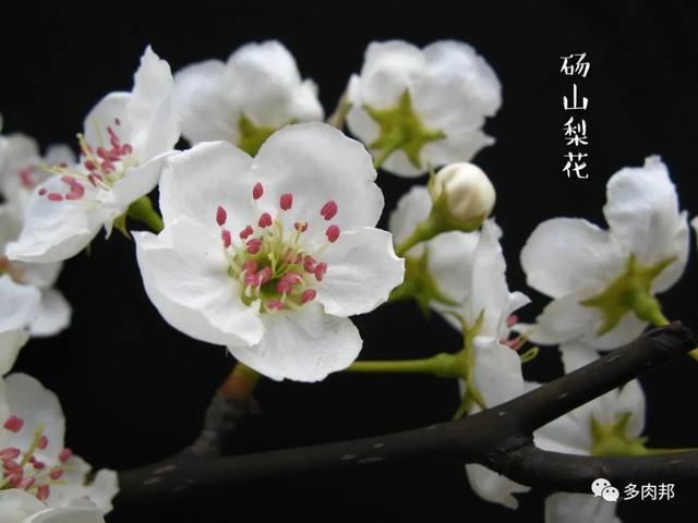 每日一花| 梨花- 知乎