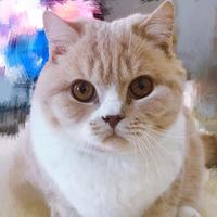 Zhihu profile picture for @comedies