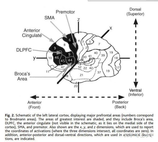 Prefrontal Cortex (gyrus)细致划分 - 知乎