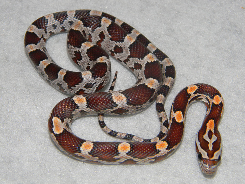 产地个体的野生型品系