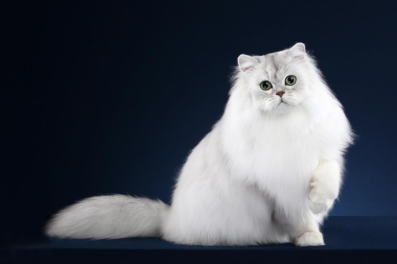 一只胖胖猫摄影图高清摄影大图-千库网