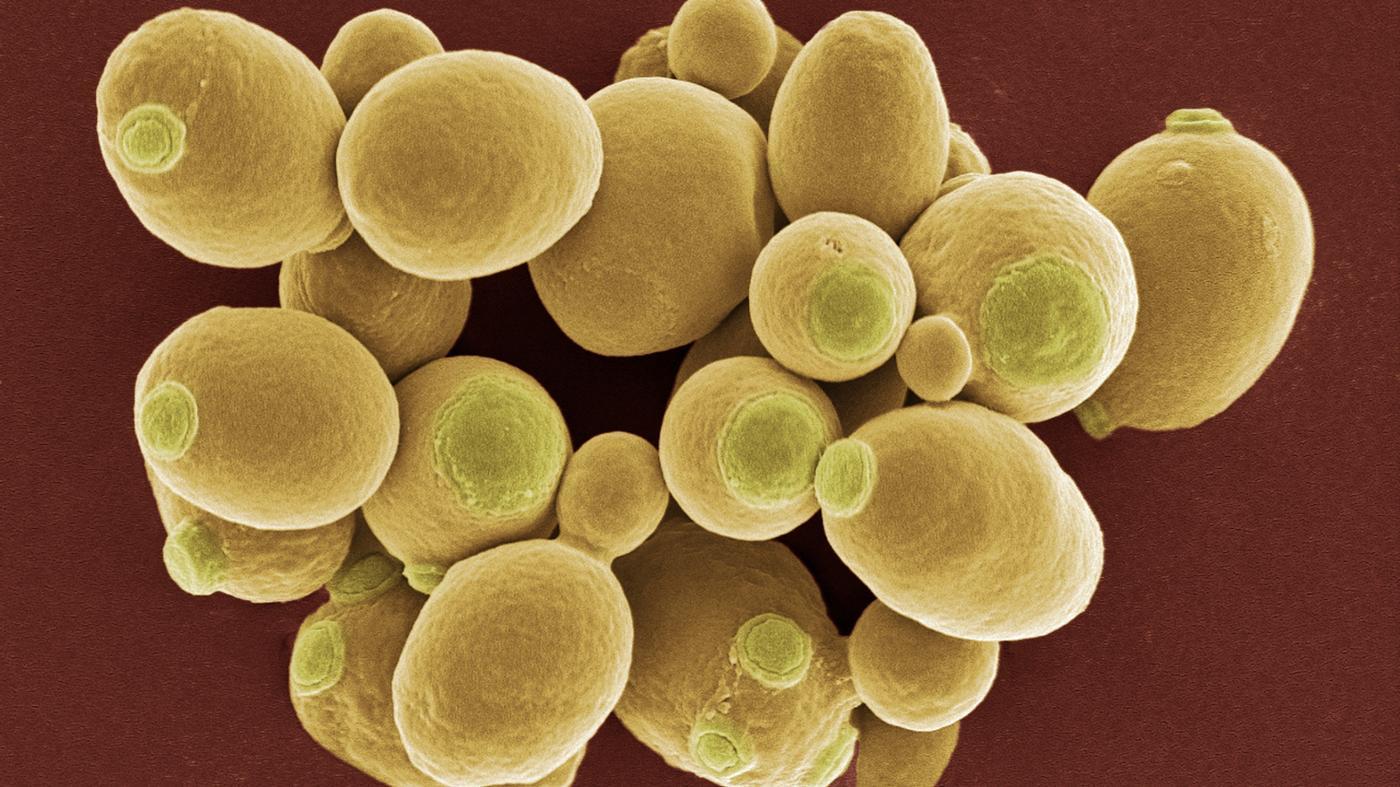 所有酒都源自于眼睛看不到的微生物,我们给它取名为啤酒酵母