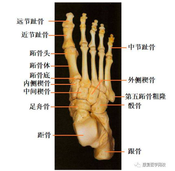 左脚楔骨骰骨骨折几级工伤?