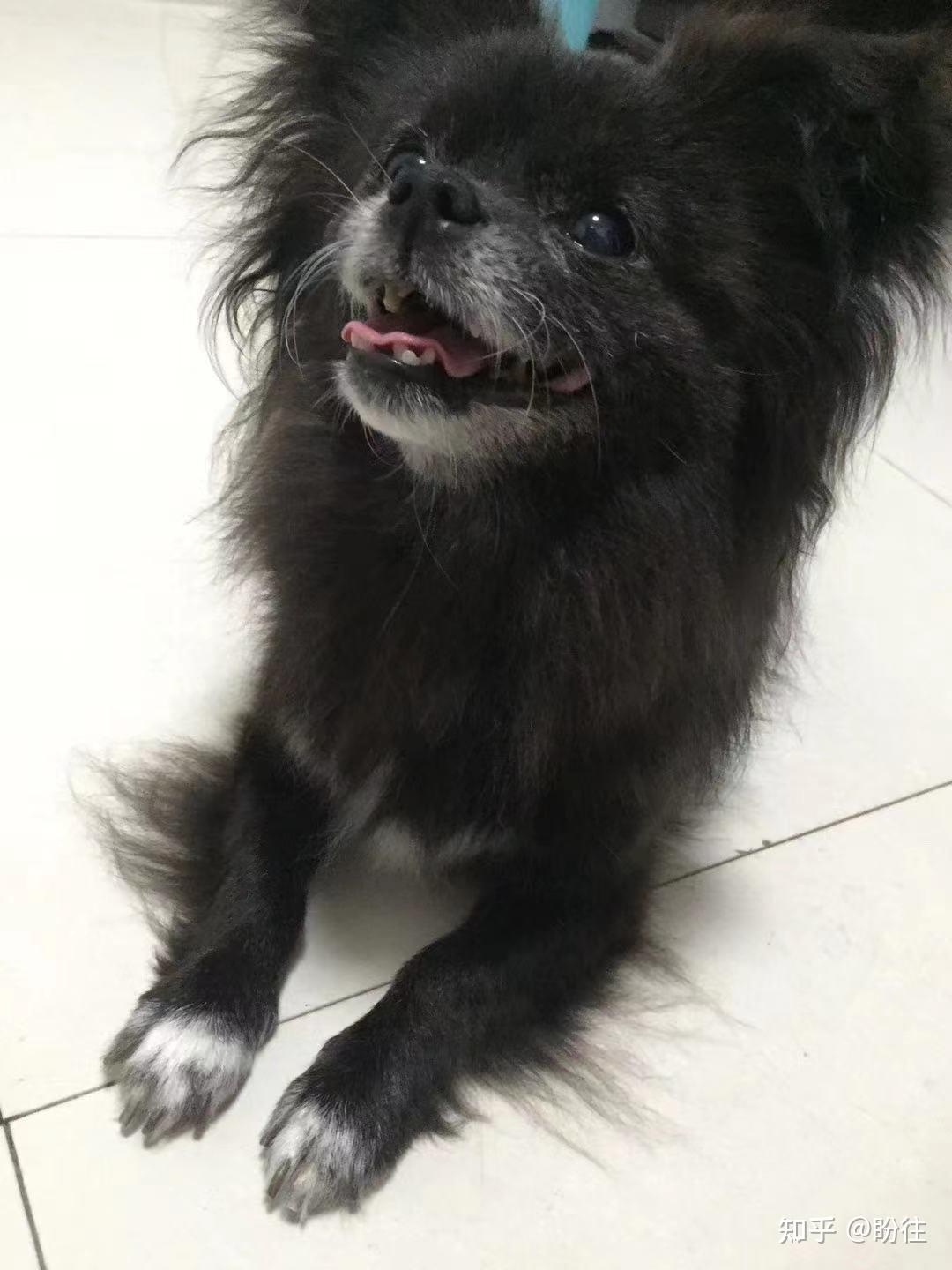 2021年9月30日毛色:黑色性别:母品种:串串宠物名字:丢丢#益阳寻狗