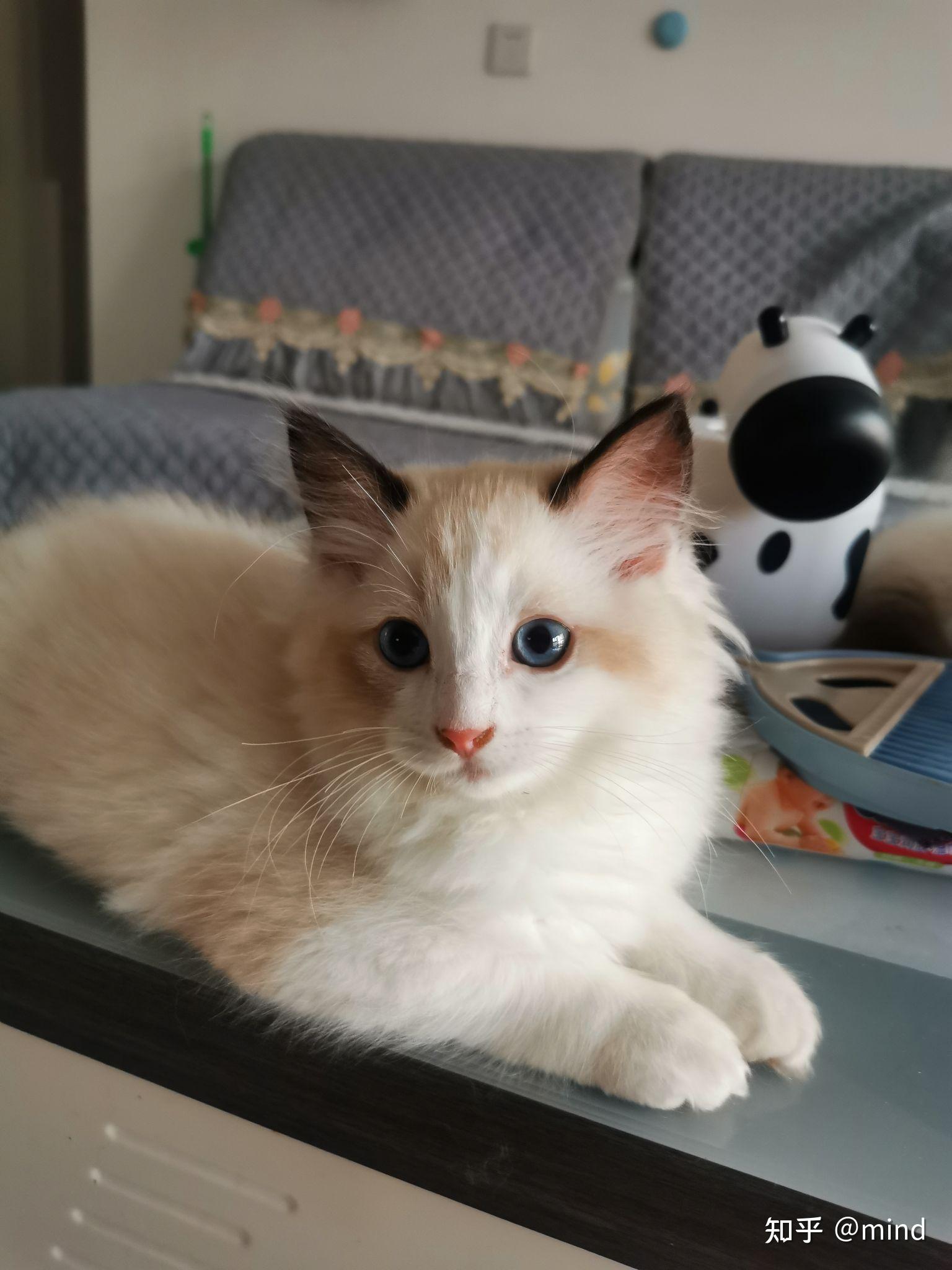 布偶猫仙女猫 - 知乎