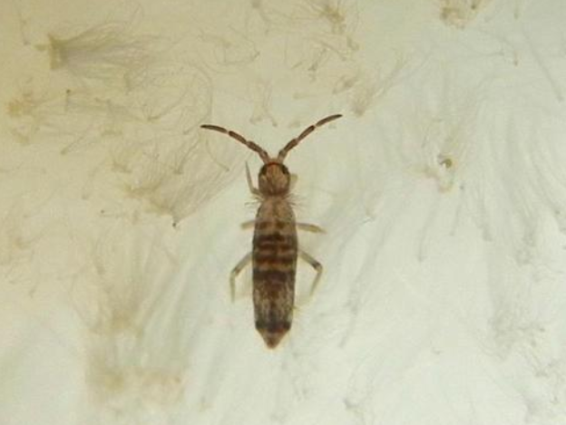 房间里突然出现很多小虫子求告知怎么处理掉照片放大拍的大虫子只有一