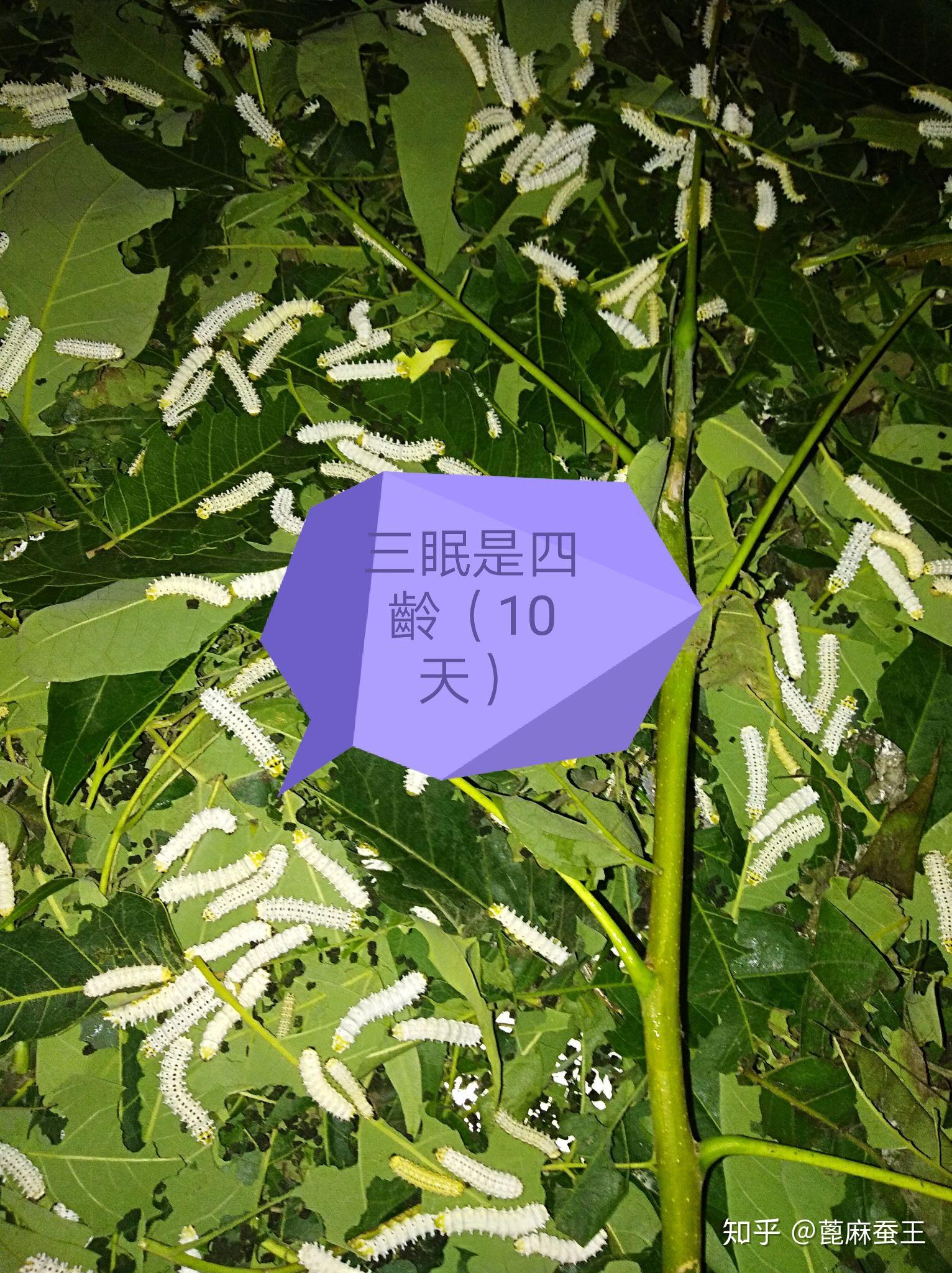蓖麻蚕一生