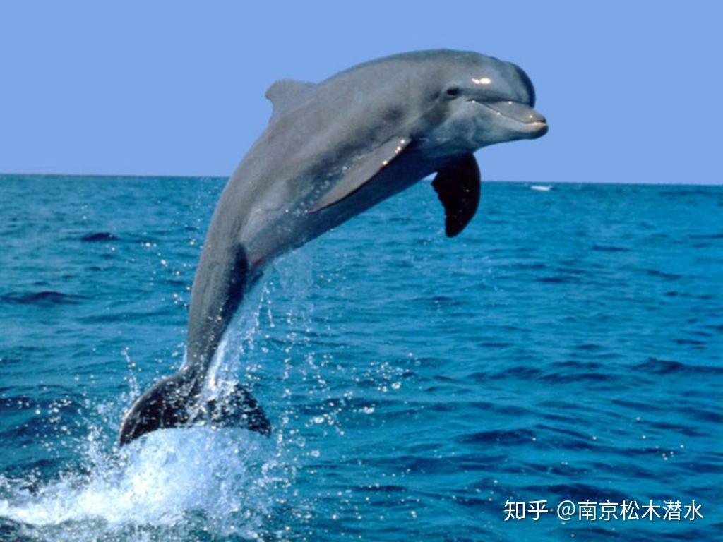 海豚活泼可爱聪明到会用恶作剧来戏耍其它海洋生物并以此取乐的海中