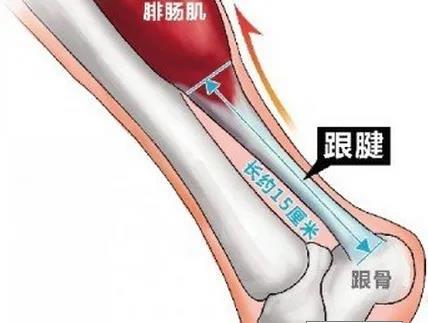 最粗大最強壯的肌腱,跟腱長約15cm,由小腿三頭肌(比目魚肌,腓腸肌內