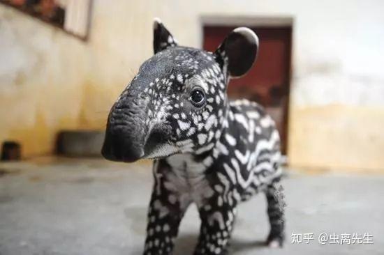 食梦兽的起源演变