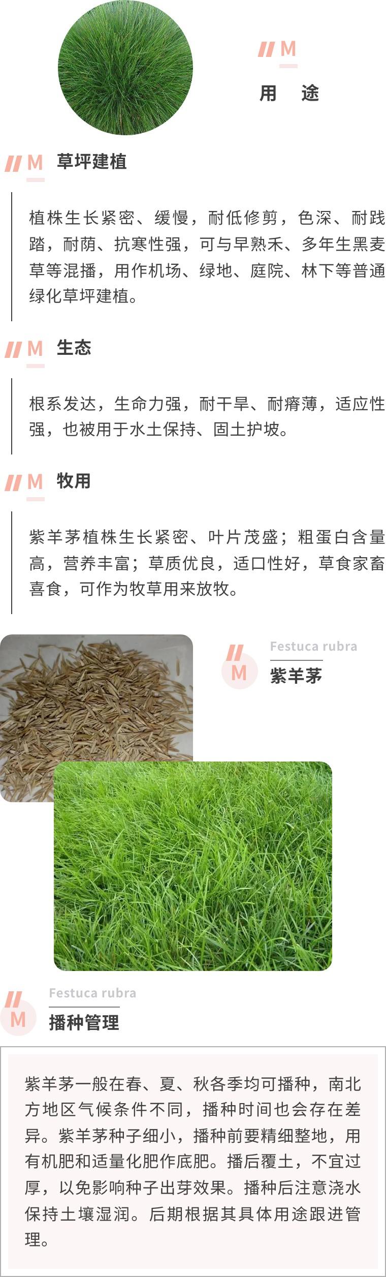 紫羊茅