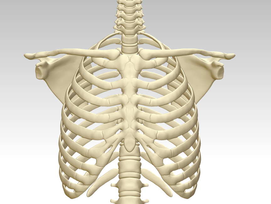 人胸骨结构模型图3d打印下载 人体胸腔骨架模型 人体胸腔骨头3d模型 知乎