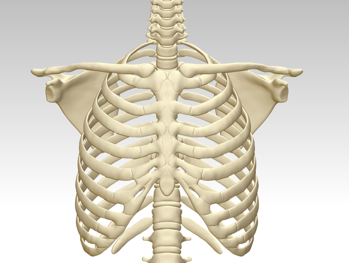 人胸骨结构模型图3d打印下载人体胸腔骨架模型人体胸腔骨头3d模型