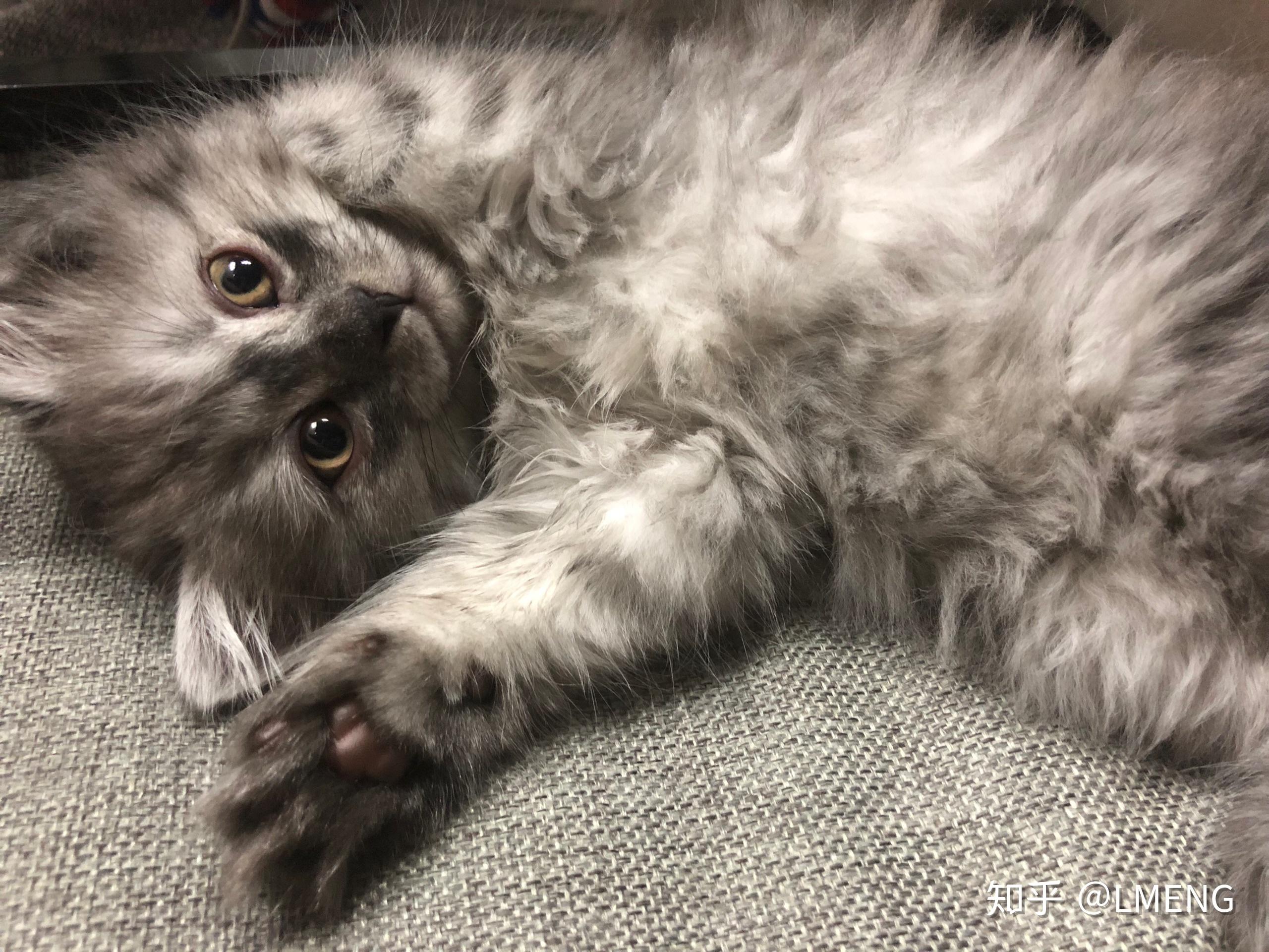 英短和土猫串串的宝宝长大了是什么样? - 知乎