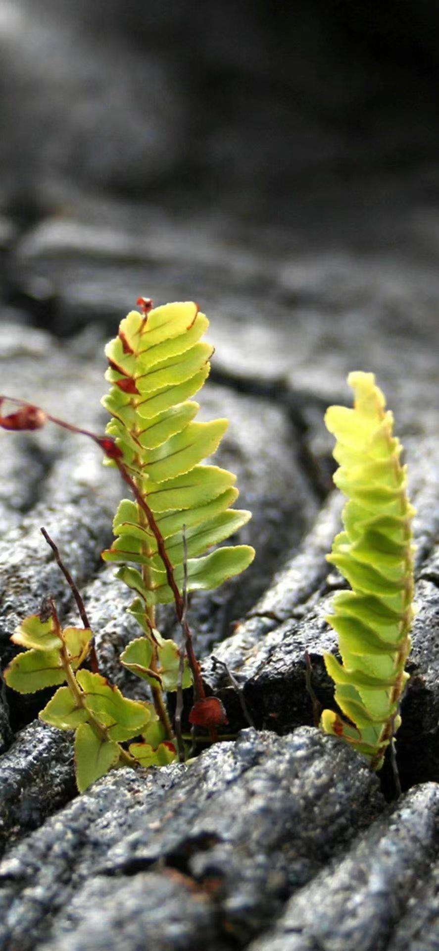 求绿色系富有生命力的手机壁纸小清新一些不胜感激