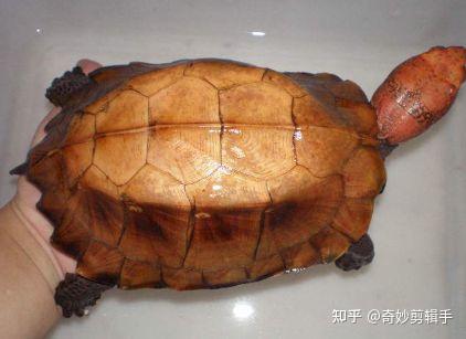 一天认识一种龟之锯缘摄龟