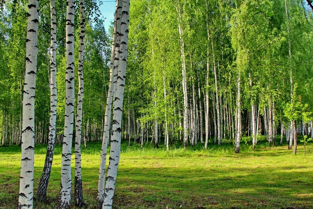白桦俄罗斯国树图片