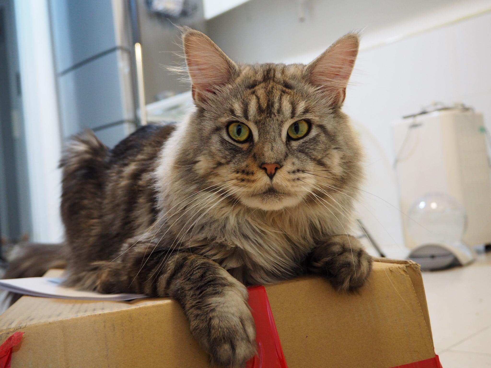 最好看的银虎斑缅因猫长什么样子