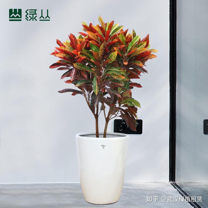 武汉花卉租摆