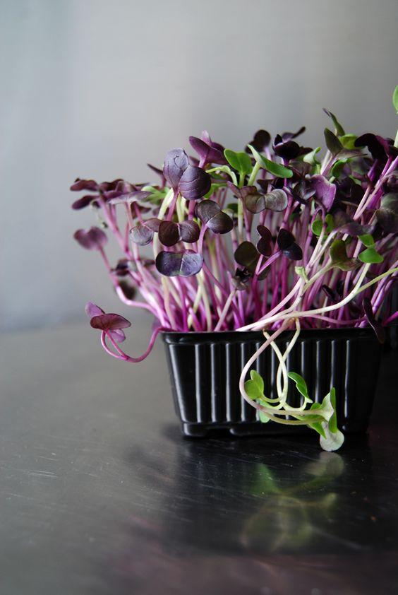 重新认识食物坚果种子芽菜盒子里的植物婴儿