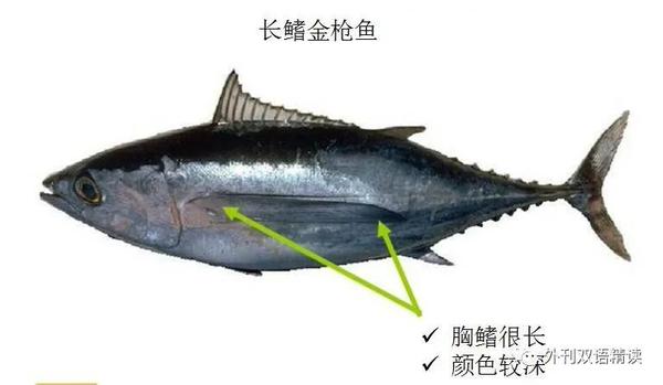 鲭鱼鱼饵、鱼饵Megabass