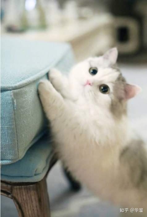 怎么防止猫在床上尿尿 v2-9606a5f845dc747a8fa661741a25e518_r.jpg