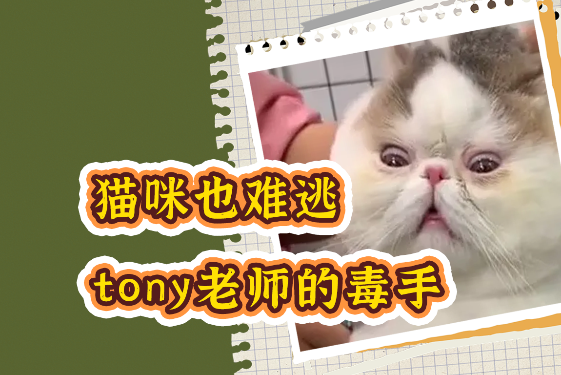 迪士尼tony猫图片