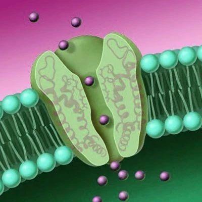 钙通道阻滞剂/拮抗剂的应用 | MedChemExpress - 知乎