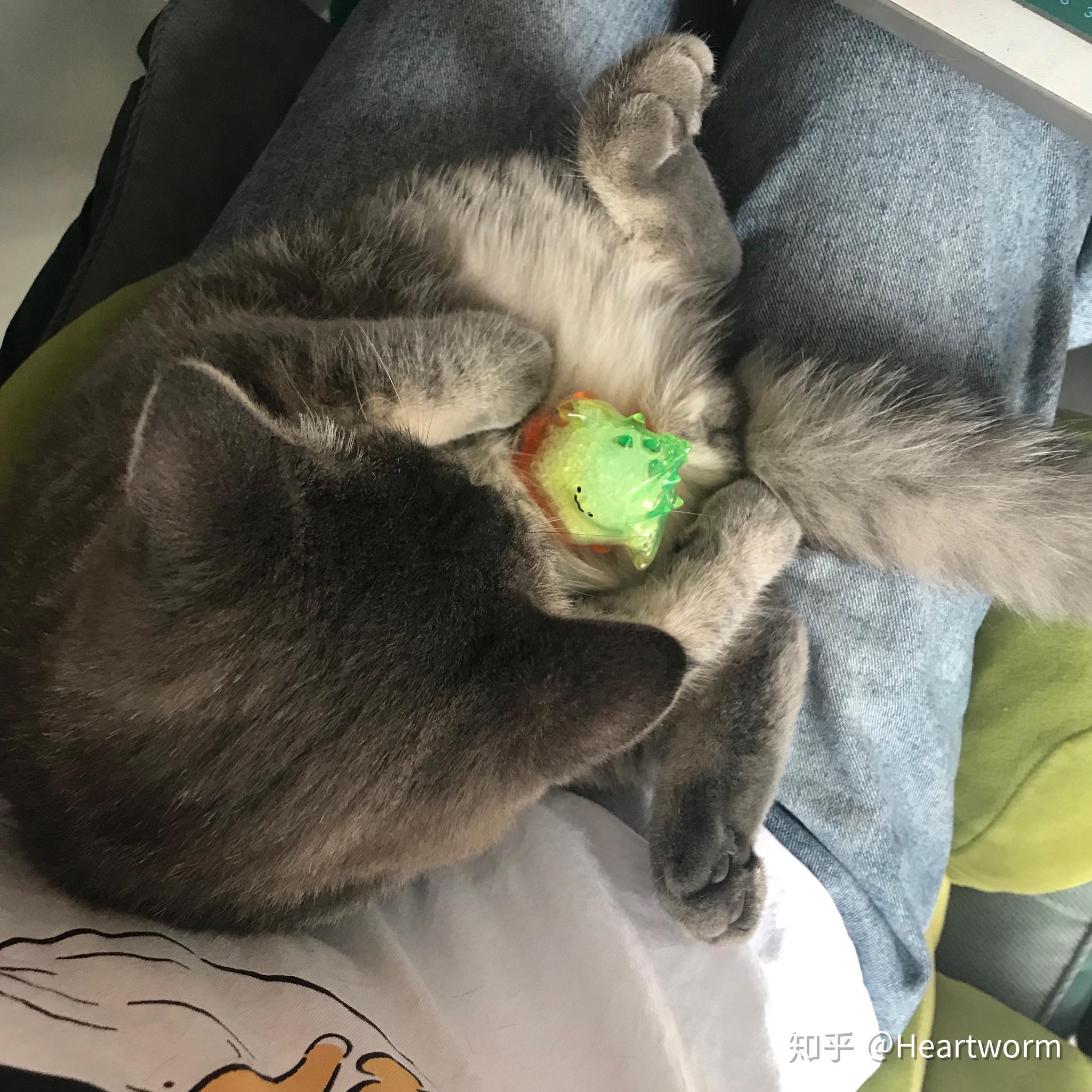 拥有一只不常见品种的猫是怎么样的体验