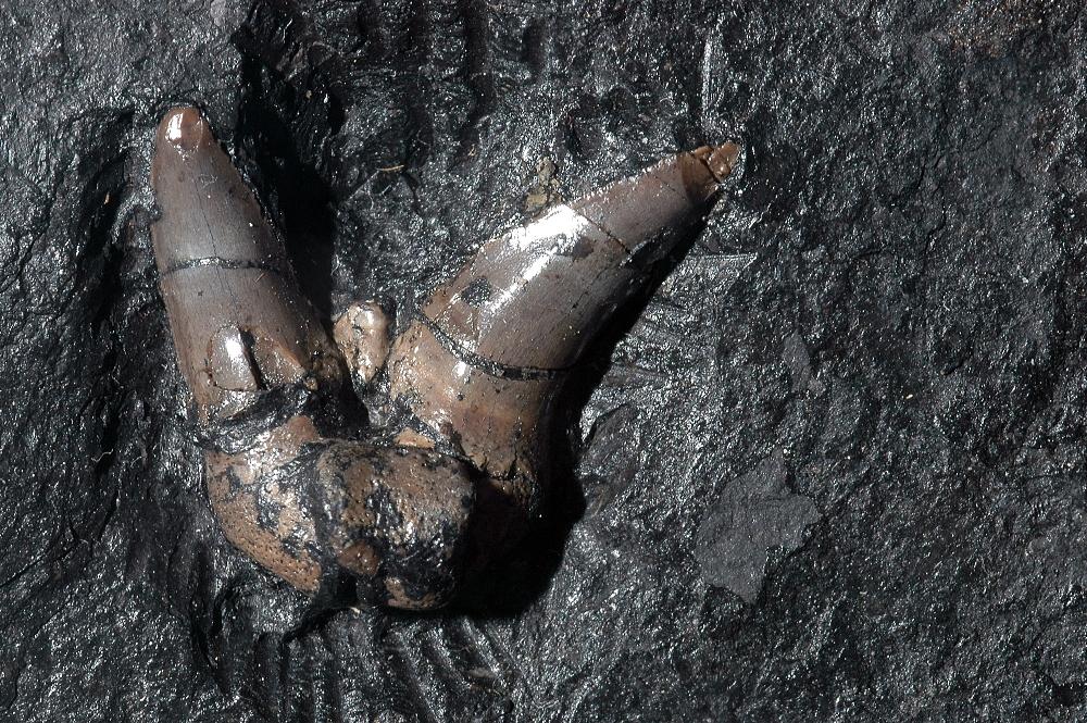 人类考古发现的第一只恐龙是什么?