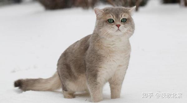 小猫咪频繁干呕_猫咪一天内频繁呕吐_猫咪一天频繁呕吐黄水