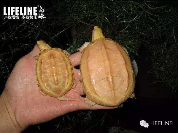 变异巴西龟苗▲白化黄缘盒龟▲变异安布闭壳龟而很多龟友最感兴趣的