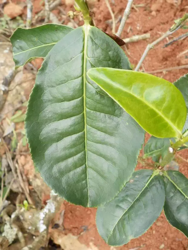 茶树叶片包括鳞片,鱼叶,真叶3种