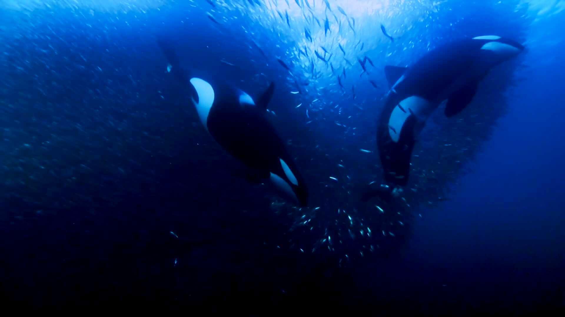 外星人bbc蓝色星球2