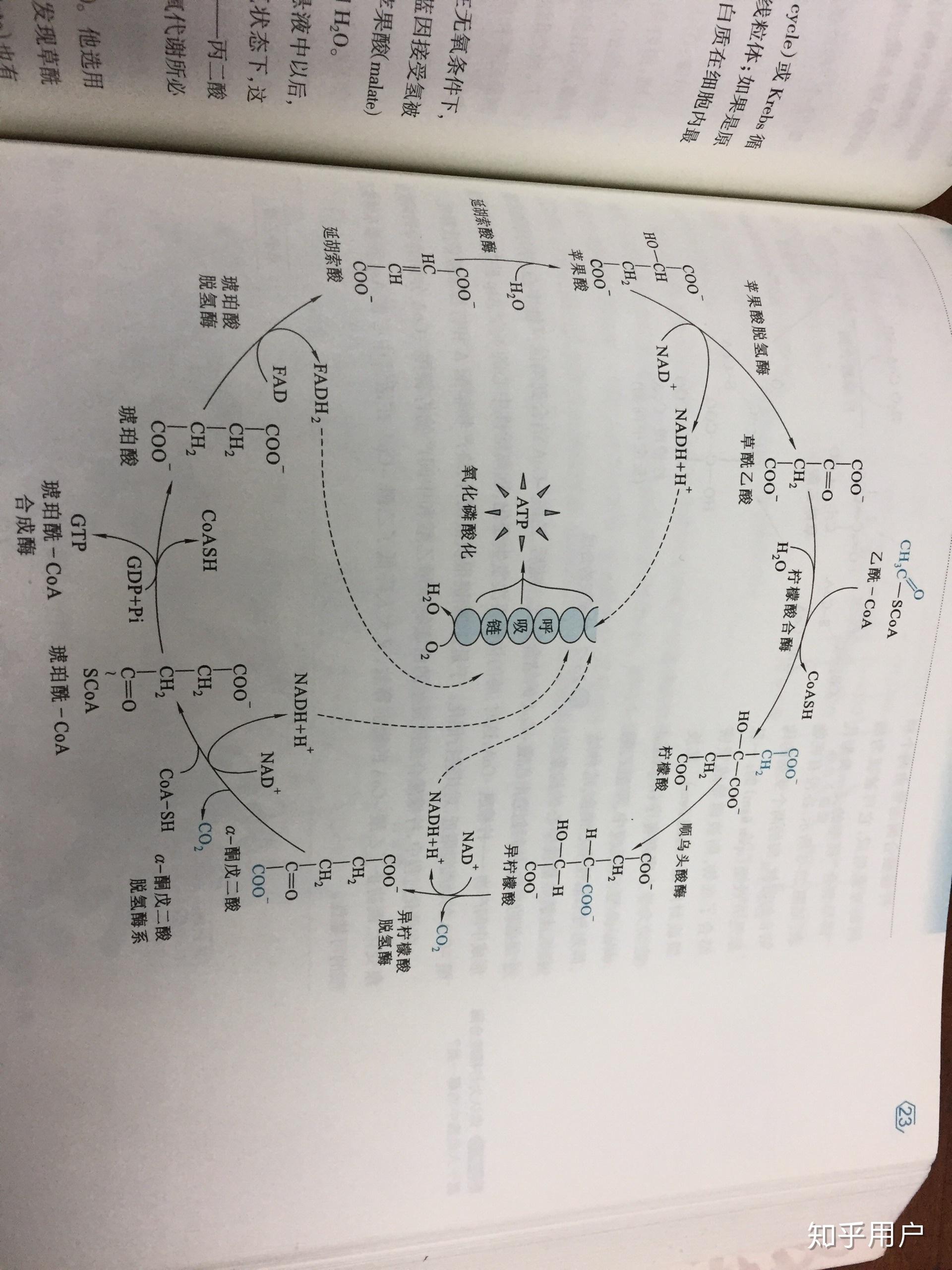 三羧酸循环方程式图片