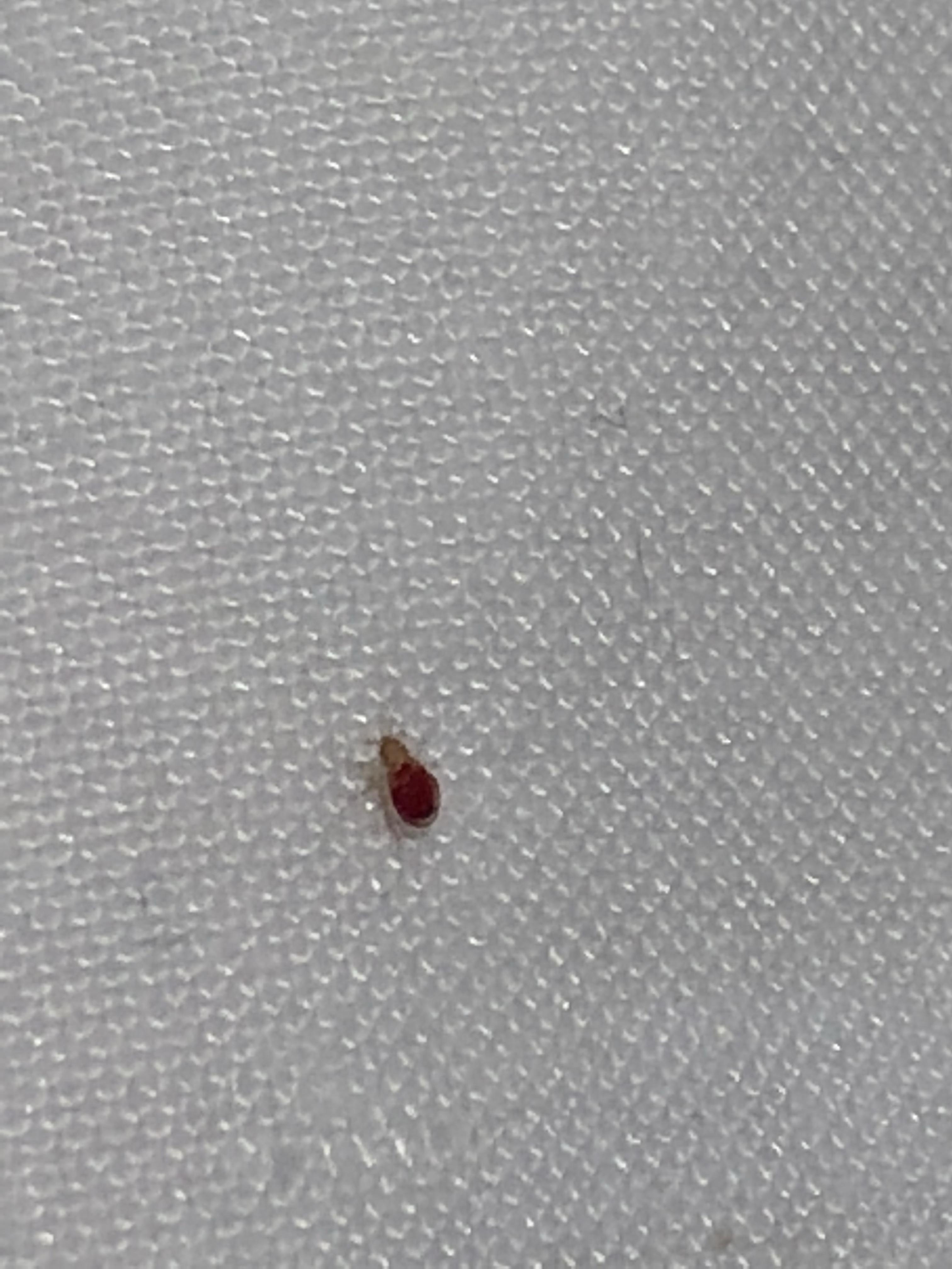 内有图慎点！大半夜在床上发现这个超级小的红色虫子这虫咬人吗？