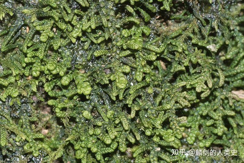 【地球生物全系列——植物篇】叶苔纲—叶苔目（下） - 知乎