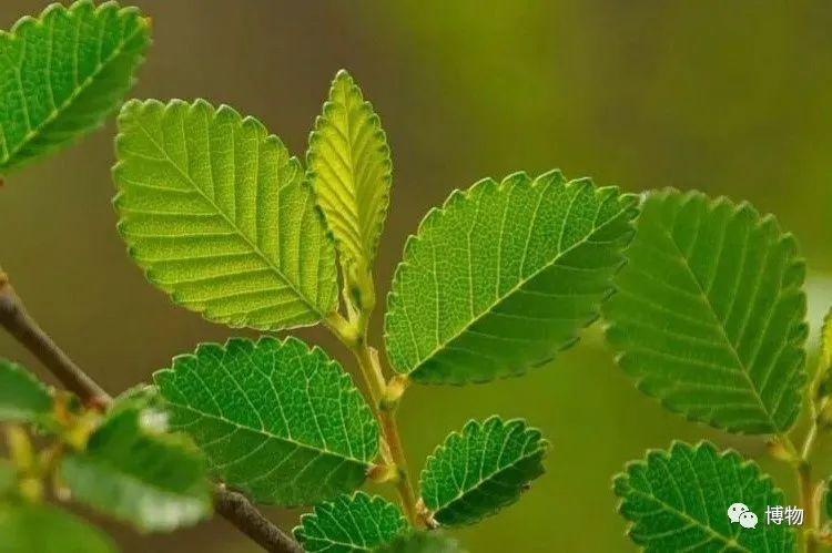 榆树开花了?我仿佛是瞎了,看不到 - 知乎