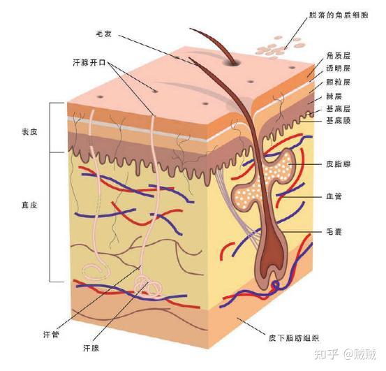 上半身鸡皮肤色沉(胳膊上鸡皮肤色素暗沉)