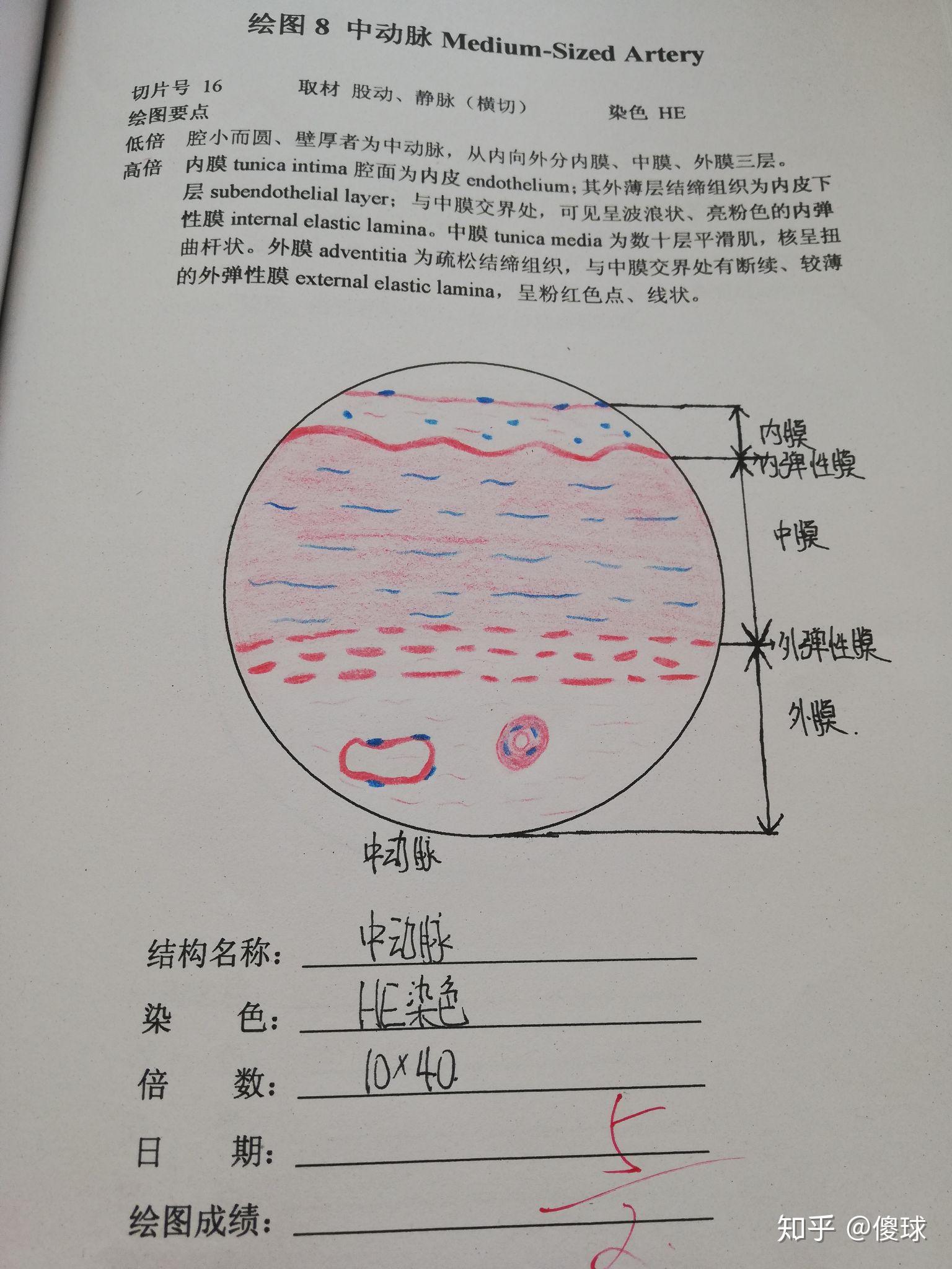 组胚红蓝铅笔手绘图